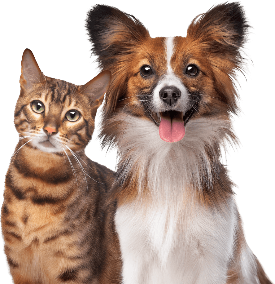 A cat and a dog
