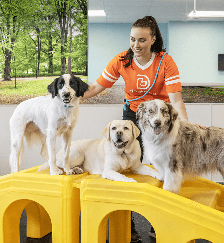 Dogtopia staff member with three happy dogs at a pet care facility
